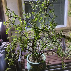 Bonsai Jade Tree In Beautiful Ceramic Pot