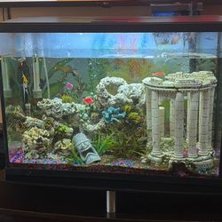 Fish Tank With Fishes 