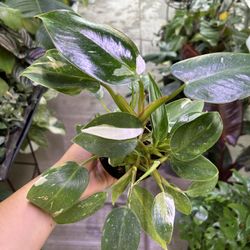 4” White Princess Philodendron