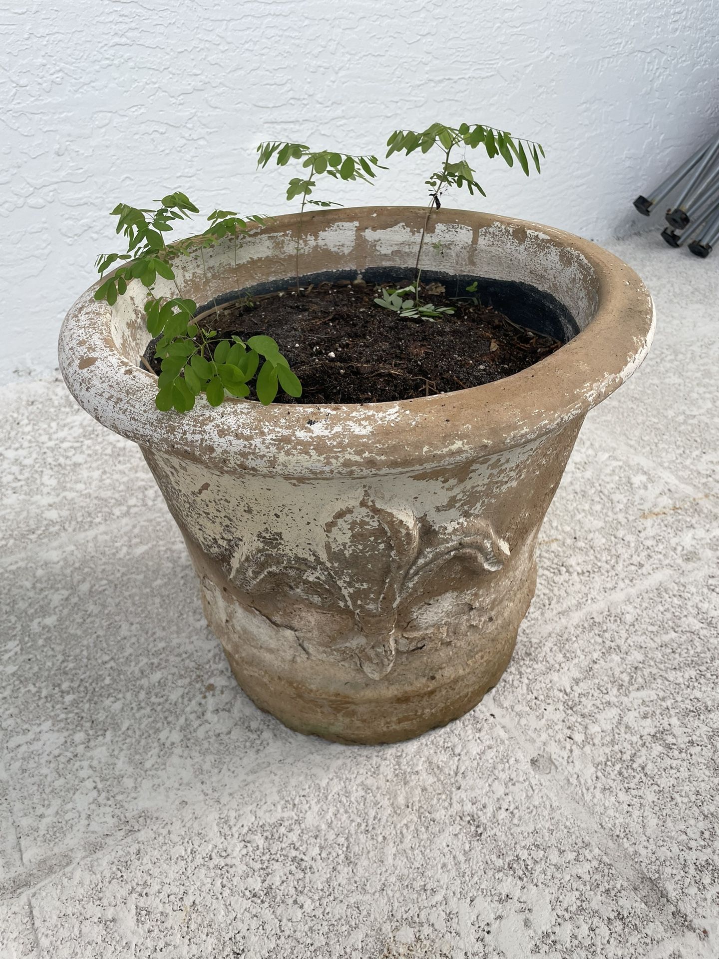 Big Solid Planter Pot With 3 Liz Flowers Design