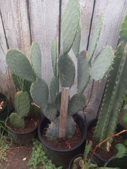Xoconostle Prickly Pear Cactus 🌵