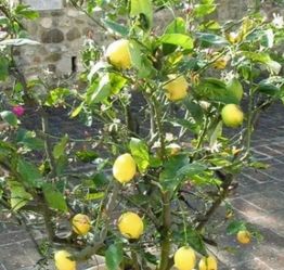 Lemon Trees