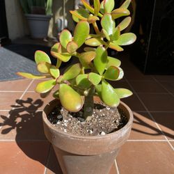 Sunset Jade Succulent Plant 