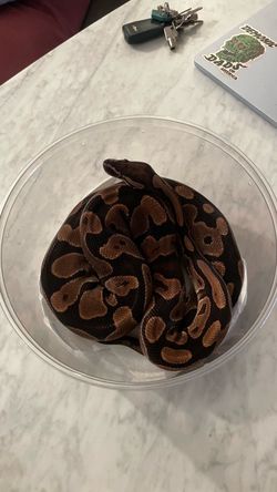Plastic Round Bowl Python enclosure PIEBALL lavender
