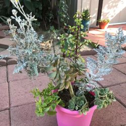 Large Beautiful Mix Variety Succuelnts Plants Flowers In Pot Home Patio Pink Garden Yard Design Landscape