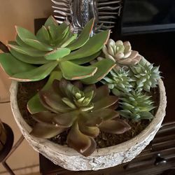 Succulent Decor