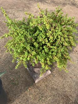 Elephant Food Plants