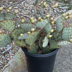 purple prickly pear cactus 