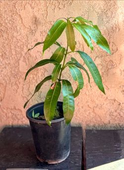 Mango kent plant. Planta