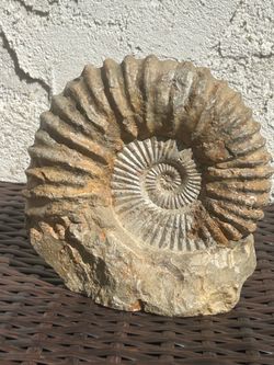 Large 7.5" Genuine Ammonite Fossil - Self-Standing Display Specimen