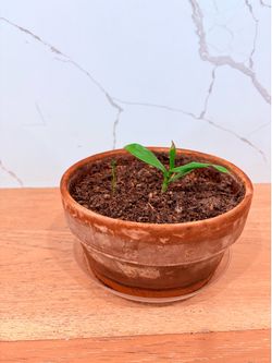 Young indoor plant( Planta Joven de Interior