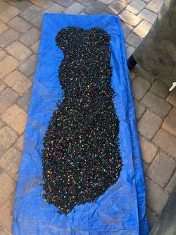 Black Neon Fish Tano Rock