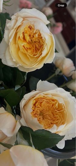 Effie Rose
