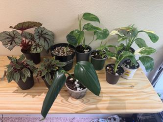 Plant Purge! Monstera Lechleriana, Begonia, Anthurium, Peperomia Rossa and Dragon tail