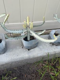 🌵🌵 GHOST CACTUS 🌵🌵🌵