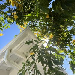 Seamless Rain Gutters