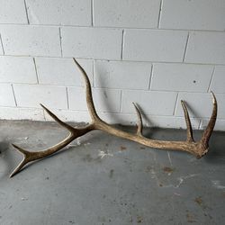 Elk Antler Set