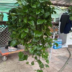Large Pothos Plants   And Others  Different Plants In And Out Dore,