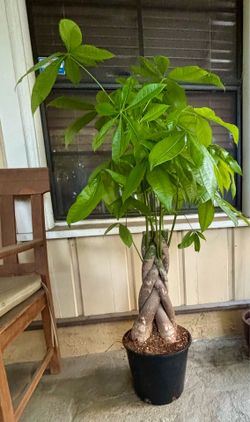 Braided money tree extra thick trunks 5 gallons