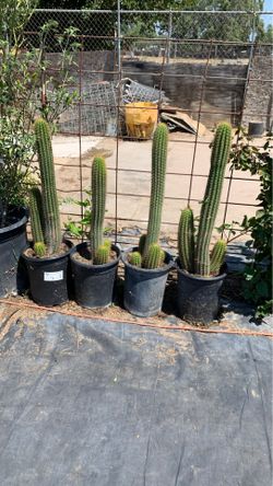 Cactus