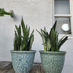 Snake plant  $15 each pot.