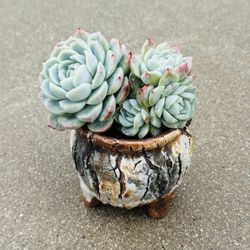 Succulents plants 🪴 