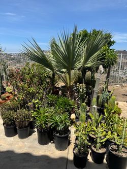 Wide variety of cactus and succulents plants