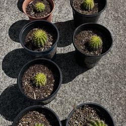 cactus and jade plants from 5 to 2 dollars each 