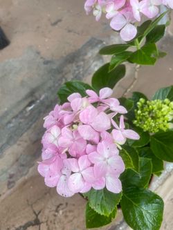 Pink Hydrangea Plant