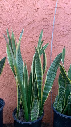 Plants 🪴 Sansevieria., Lengua de Tigre