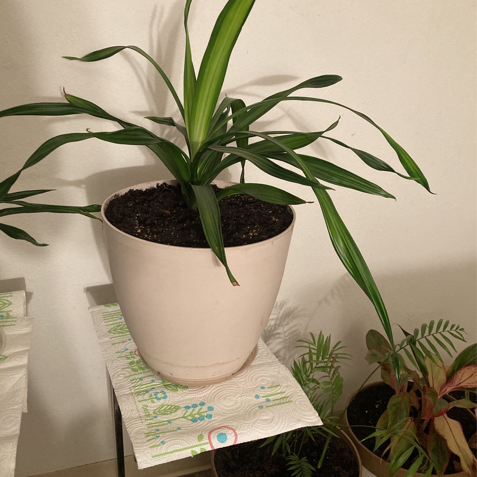 Plant