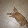 Tom