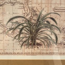 CUSTOM MATTED FRAMED MAP OF MEXICO AGAVE TEQUILA 