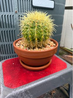 Healthy cactus in a terracotta pot with pebbles.