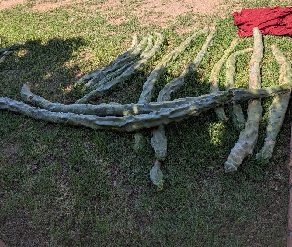 Totem Pole Cactus Cuttings