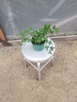 English Ivy Plant 6" Nursery Pot