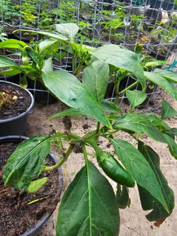 Producing Jalapeño Plants