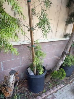 Podocarpus trees