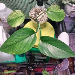 Pothos Jessenia