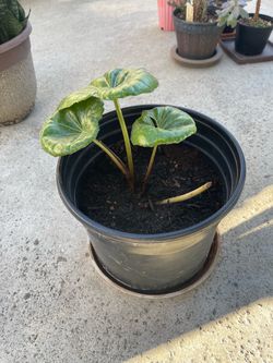 Beautiful plant