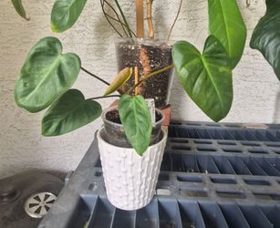 Philodendron Billietiae x El Choco Red