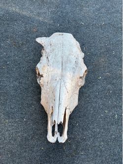 Real cow skull