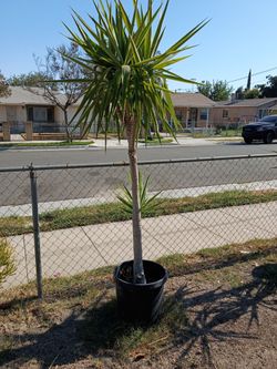Three-headed yucca tree plant