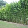Davis Bamboo Nursery 