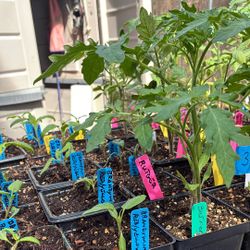 Tomatoes 