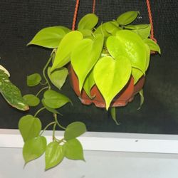 NEON POTHOS In Hanging Planter 