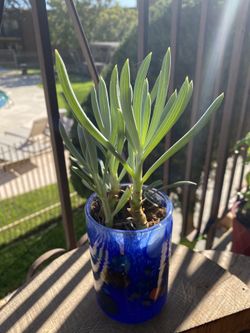 Houseplant in One-of-a-kind Deep Blue Blown Glass Container