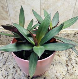 Oyster Plant