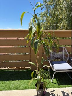 Corn plant 🌱 for only 20 .00