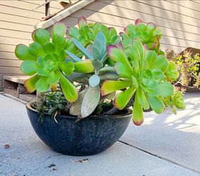 Succulents In Black Ceramic Pot